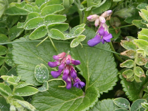Lathyrus japonicus