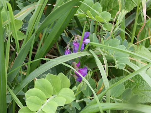 Lathyrus japonicus