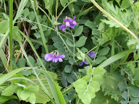 Lathyrus japonicus