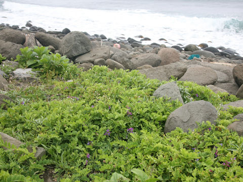 Lathyrus japonicus