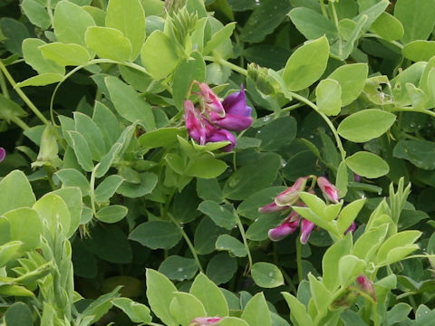Lathyrus japonicus