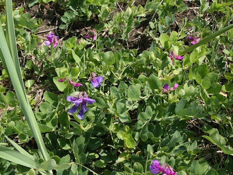 Lathyrus japonicus