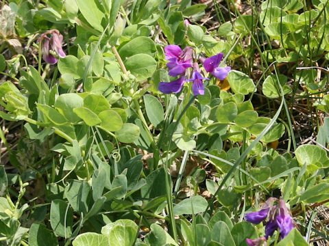 Lathyrus japonicus