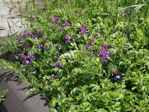 Lathyrus japonicus