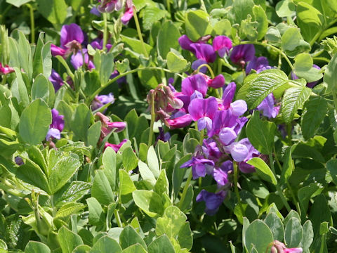 Lathyrus japonicus