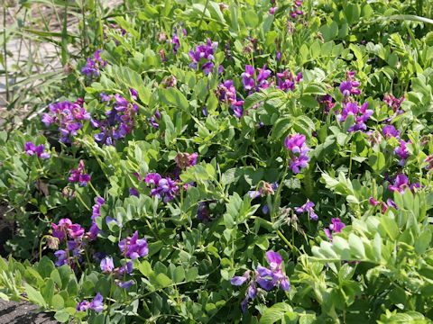 Lathyrus japonicus