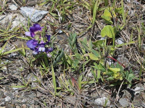 Lathyrus japonicus