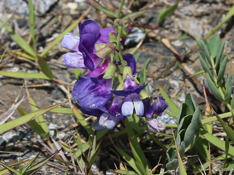 Lathyrus japonicus