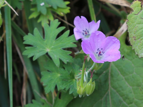 Geranium miyabei
