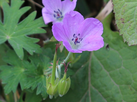Geranium miyabei