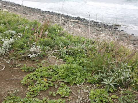 Calystegia soldanella