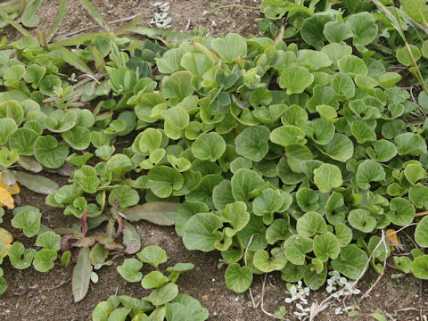 Calystegia soldanella