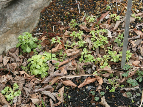 Sedum formosanum