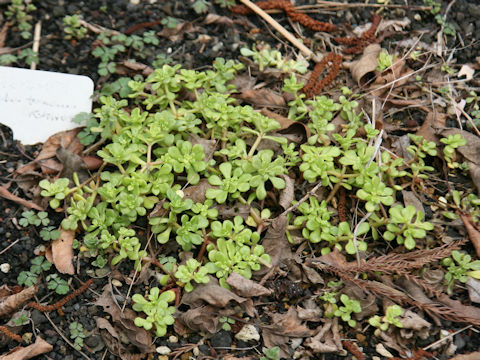 Sedum formosanum