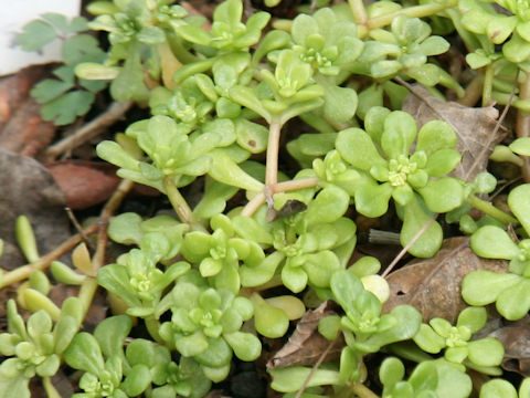 Sedum formosanum