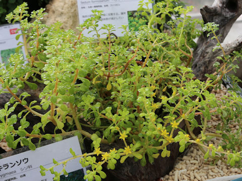 Sedum formosanum