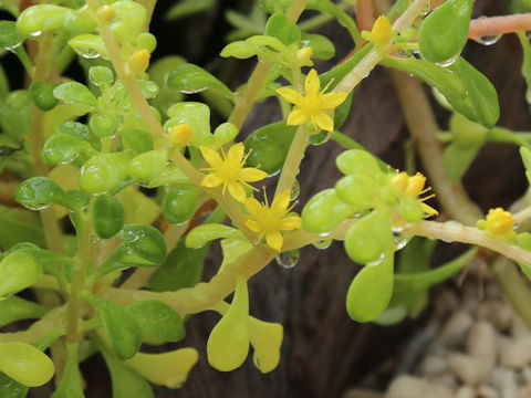 Sedum formosanum