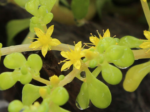 Sedum formosanum