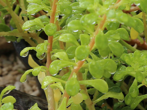 Sedum formosanum