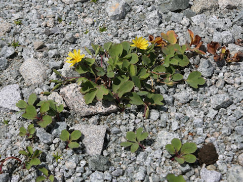 Ixeris repens