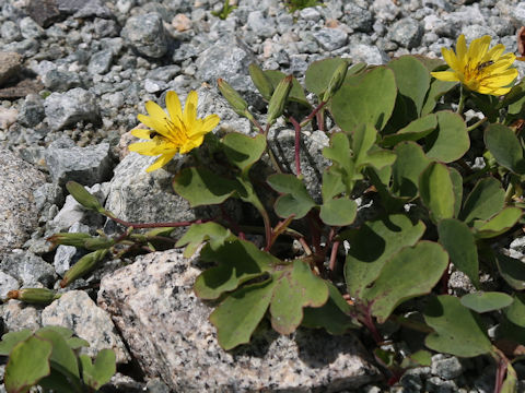 Ixeris repens