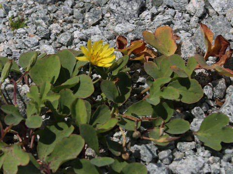 Ixeris repens