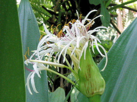 Crinum asiaticum var. japonicum