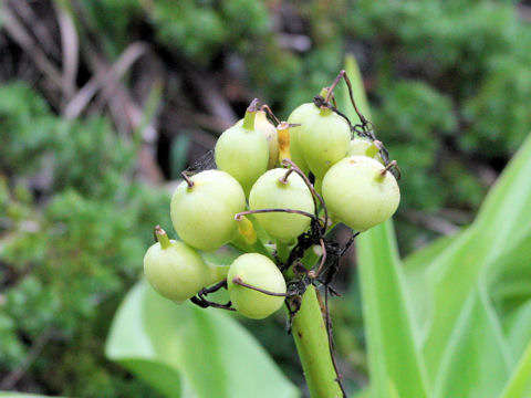 Crinum asiaticum var. japonicum