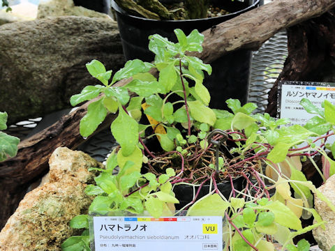 Pseudolysimachion sieboldianum