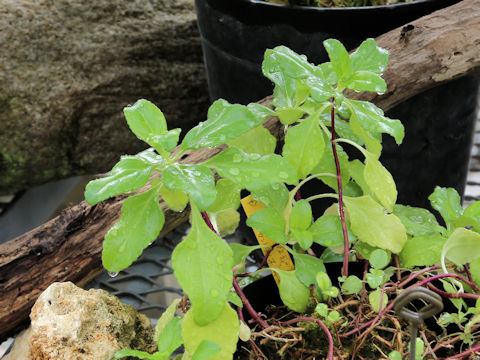 Pseudolysimachion sieboldianum