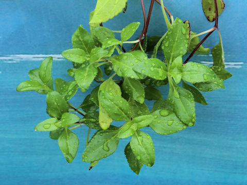 Pseudolysimachion sieboldianum