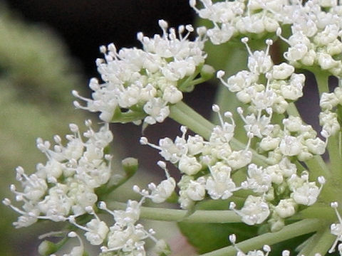 Angelica japonica