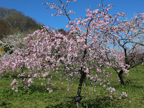 Prunus persica