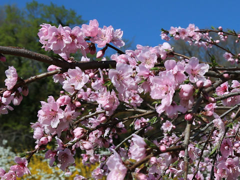 Prunus persica