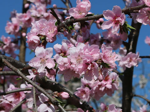 Prunus persica