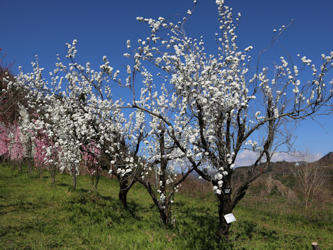 Prunus persica