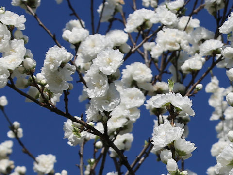 Prunus persica