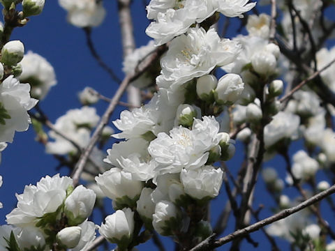 Prunus persica