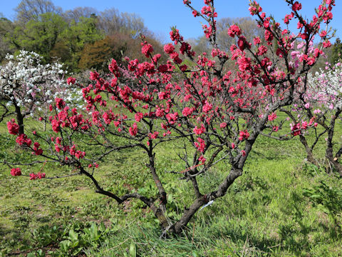 Prunus persica