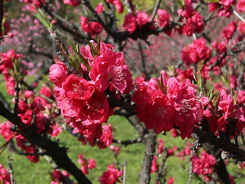 Prunus persica