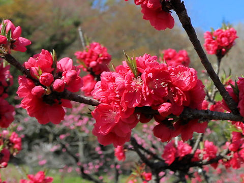 Prunus persica