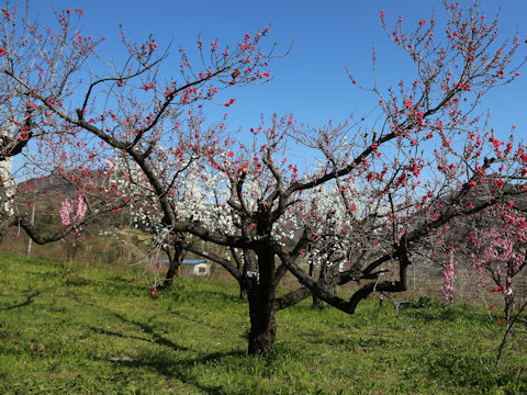 Prunus persica