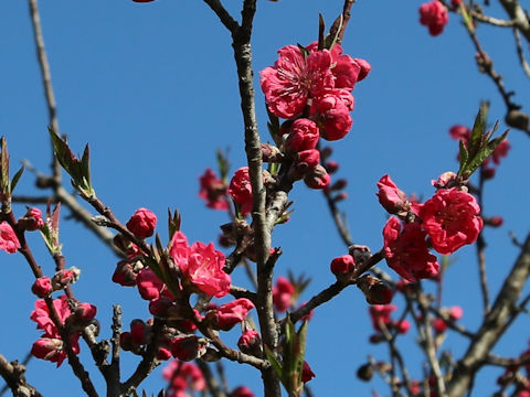 Prunus persica