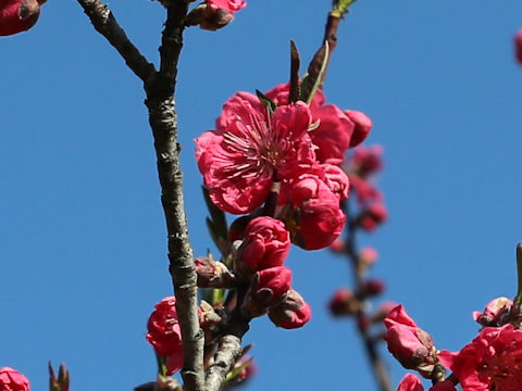 Prunus persica