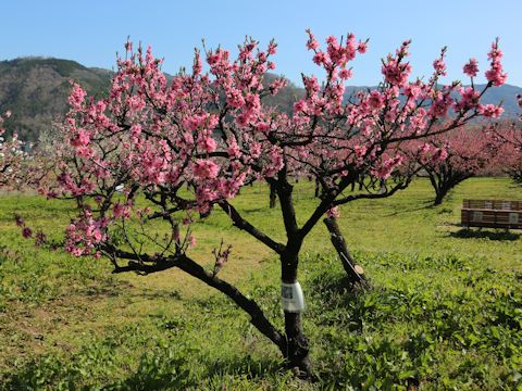 Prunus persica