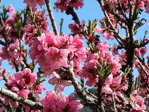 Prunus persica
