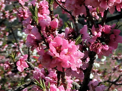 Prunus persica