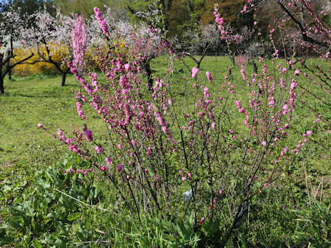 Prunus persica