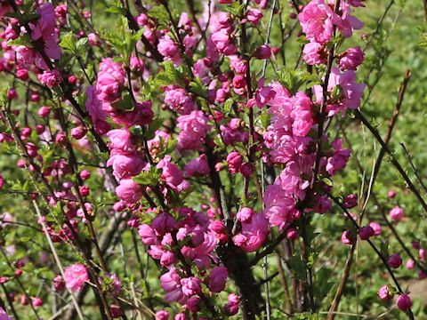 Prunus persica