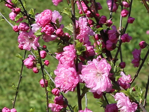Prunus persica